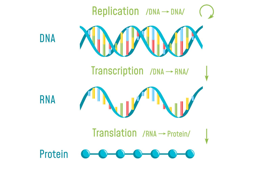 Figure 1.1 : Evolution of phylogenetic intelligence: Knowledge of the external world is encoded and passed on via DNA (left), and it is decoded from DNA to RNA and to protein etc. In the early stage of life evolution (right), intelligence develops knowledge at the species level via (random) gene mutation and natural selection – “may the fittest survive,” which can be viewed as a primitive form of reinforcement learning.