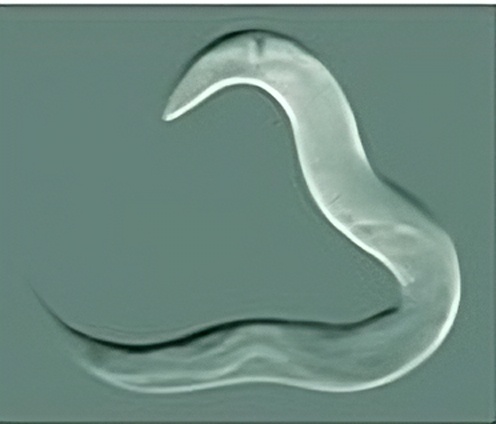 Figure 1.2 : Evolution of life, from the ancestor of all life today (named LUCA — last universal common ancestor), a single-cell-like organism which lived from 3.5-4.3 billion years ago, to the emergence of the first nervous system in worm-like species (middle), about 550 million years ago, to the explosion of life forms in the Cambrian period (right), about 530 million years ago.