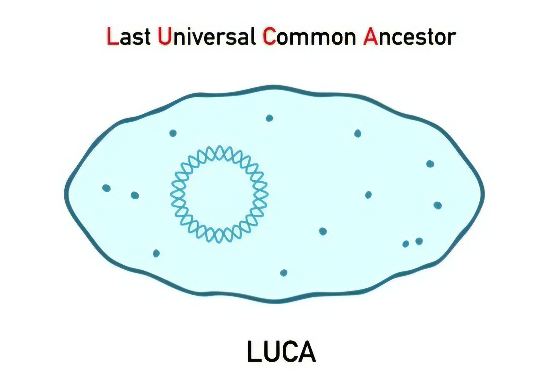 Figure 1.2 : Evolution of life, from the ancestor of all life today (named LUCA — last universal common ancestor), a single-cell-like organism which lived from 3.5-4.3 billion years ago, to the emergence of the first nervous system in worm-like species (middle), about 550 million years ago, to the explosion of life forms in the Cambrian period (right), about 530 million years ago.