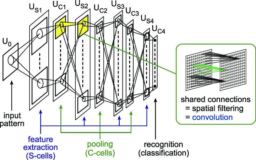Figure 1.16 : Origin of convolutional neural networks: the Neocognitron by Kunihiko Fukushima in 1980. Notice that the interleaving layers of convolutions and pooling try to emulate the functions of simple cells and complex cells discovered in the visual cortices of cats.
