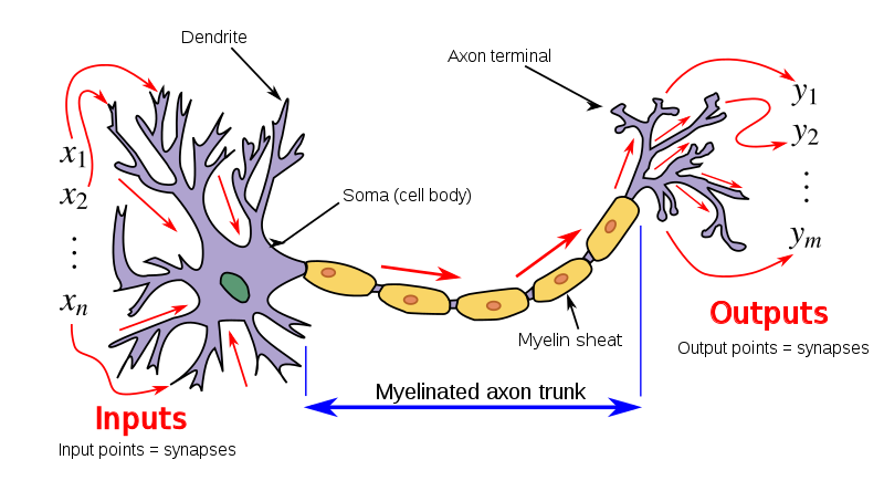 Figure 1.13 : The first mathematical model of an artificial neuron (right) that emulates how a neuron (left) processes signals.