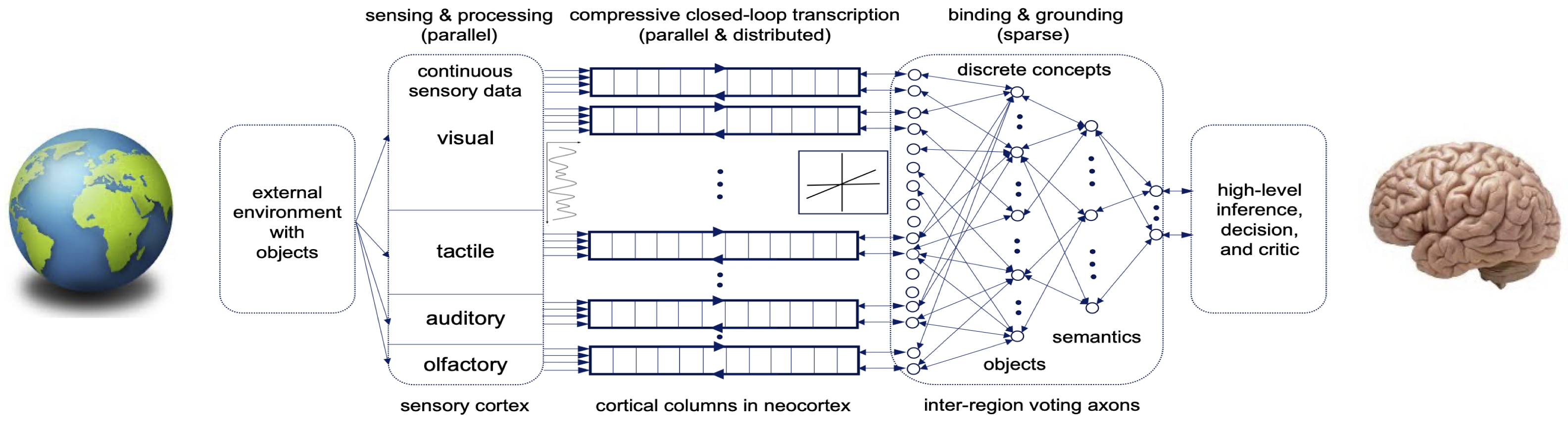 Figure 8.2 : Conjectured architecture of the brain cortex: The cortex is a massively parallel and distributed auto-encoding system that consists of a hierarchy of closed-loop auto-encoders that extract information from multiple senses and maximize the information gain of the resulting representations at multiple levels of hierarchy and granularity.