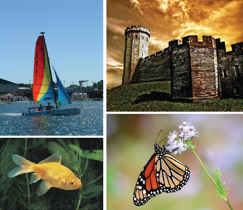 (a) ImageNet-1K samples.