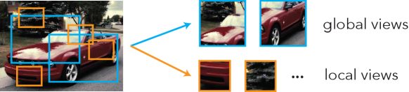 Figure 7.4 : Local and global views in DINO. Local views and global views take a rectangular crop of the input image and resize it to a square shape, which is then input into the network for processing.