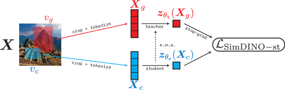 Figure 7.9 : The SimDINO pipeline. Here, in contrast to the DINO pipeline in Figure 7.8 , the loss is computed directly on the features without need of further manipulation. This shaves off several large matrices’ worth of parameters and simplifies the pipeline, simultaneously making it more stable to train.